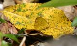 male Dina Yellow - Pyrisitia dina, blending in