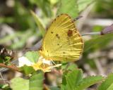 Little Yellow -  Eurema lisa