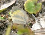 Barred Yellow - Eurema daira