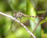 Band-winged Dragonlet - Erythrodiplax umbrata (female)