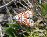 8105 -- Bella Moth -- Utetheisa ornatrix bella