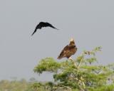immature Bald Eagle harassed by a Crow