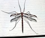 Giant Eastern Crane Fly - Pedicia albivitta