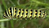 Black Swallowtail - Papilio polyxenes