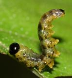 Dusky Birch Sawfly - Craesus latitarsus
