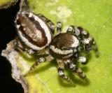 Jumping Spiders - Genus Pelegrina