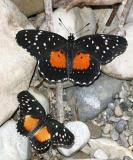 Crimson (Chlosyne janais), and Rosita Patch (Chlosyne rosita)