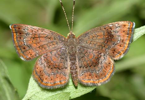 Rounded Metalmark - Calephelis perditalis