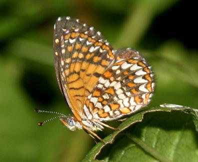 Elada Checkerspot - Microtia elada