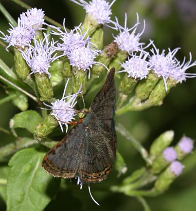 Red-bordered Metalmark - Caria ino