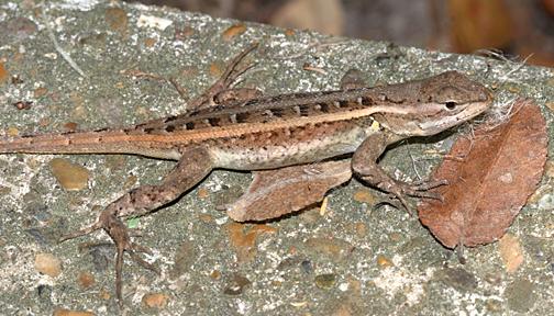 Texas Rose-bellied Lizard - Sceloporus variabilis