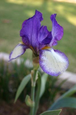 April 5th - Iris