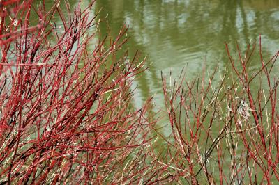 red twigs, green water