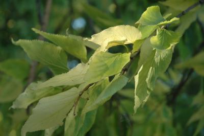 leaves in sun