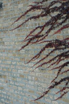 vines on brick