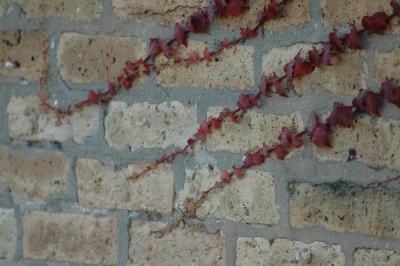 vines on brick