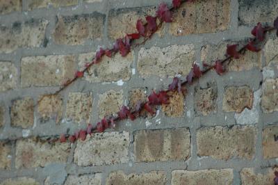 vines on brick
