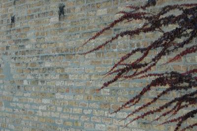 vines on brick
