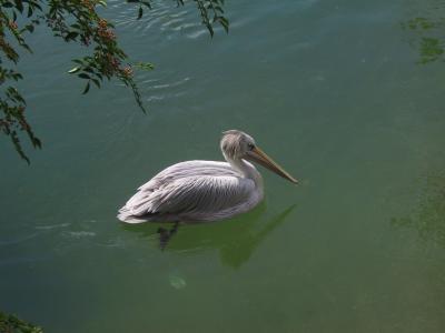 Bird number 1