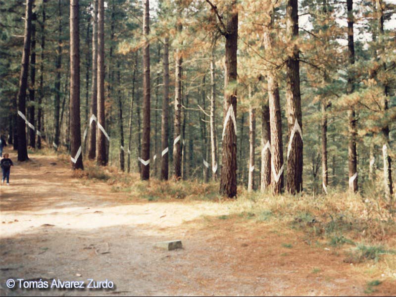 Bosque Encantado