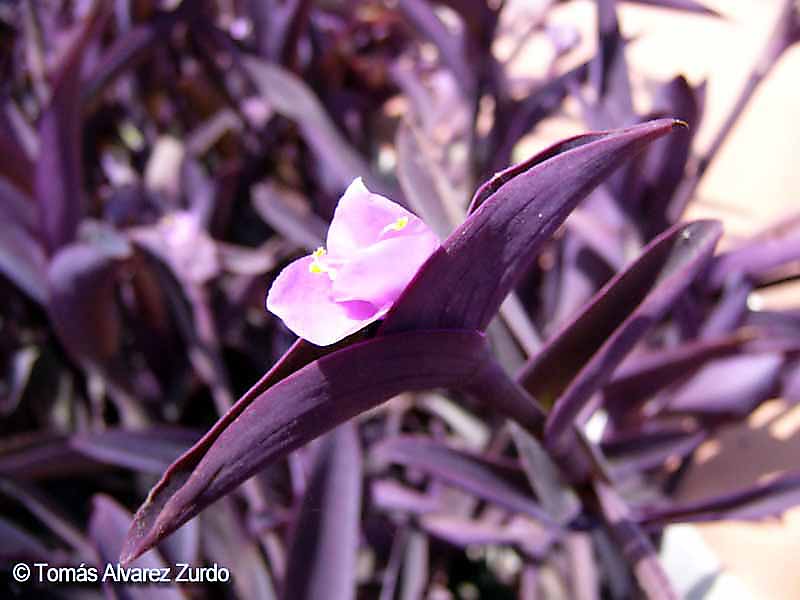 Purpurina (Tradescantia pallida)
