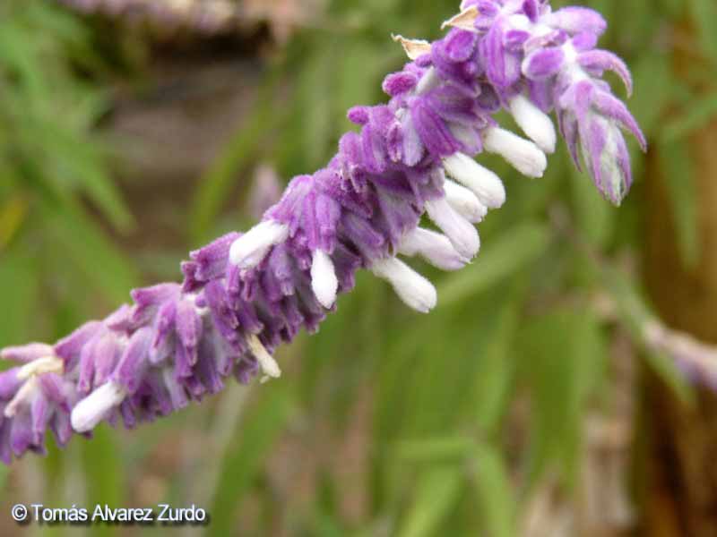Salvia Cruz (Salvia leucantha)