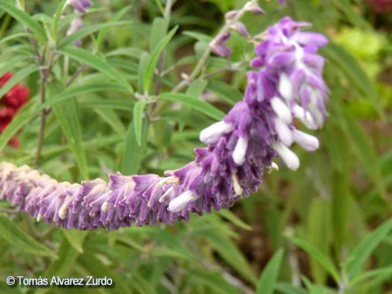 Salvia Cruz (Salvia leucantha)