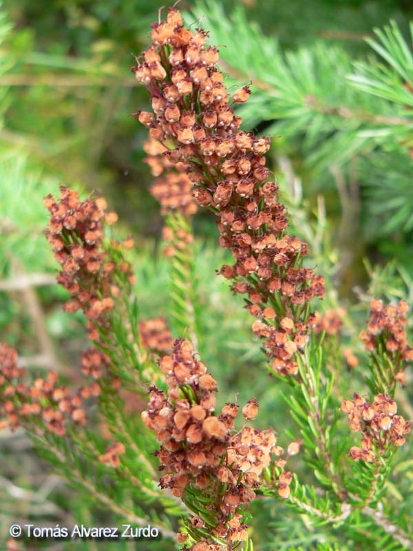 Digitalis parviflora