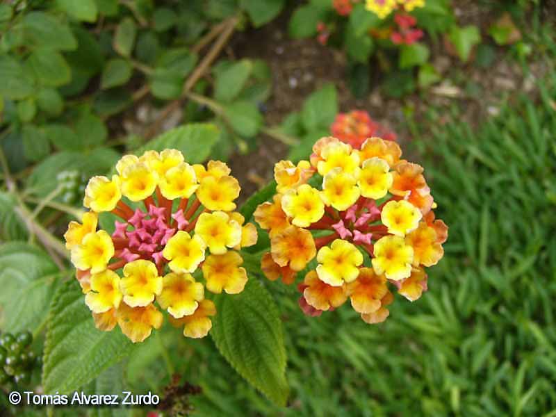 Native Lantana