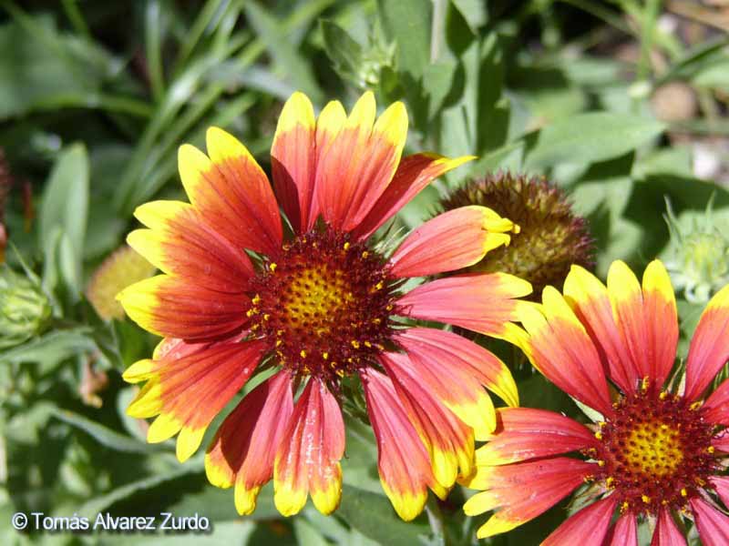 Gaillardia x Goblin