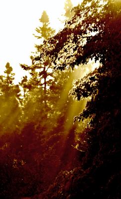 Sunlight through trees and mist