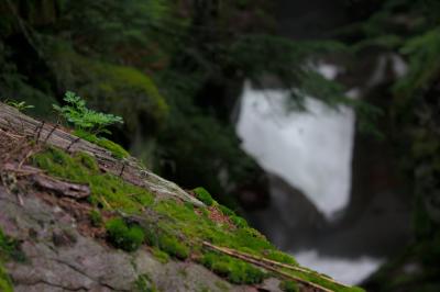 Fern Overlooking Avalanche Gorge