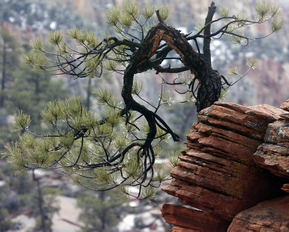 Lone Pine in the Rain