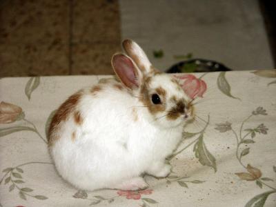 Rabbit   2004-04-06 012.jpg