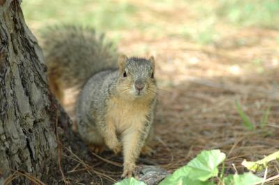 Squirrel02.jpg