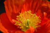 DSC_4083a.jpg