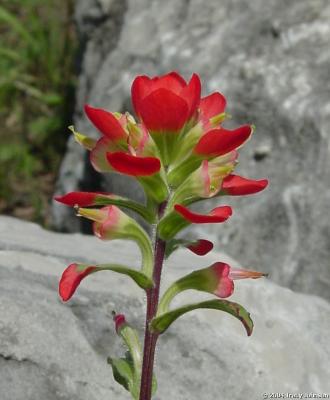 Indian Paintbrush Wildflower