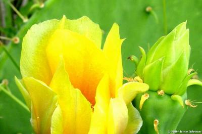 Prickly Pear Cactus Flower