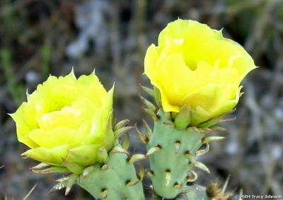 Prickly Pear Cactus Flowers