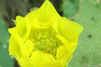 Prickly Pear Cactus Flower