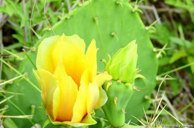 Prickly Pear Cactus Flower