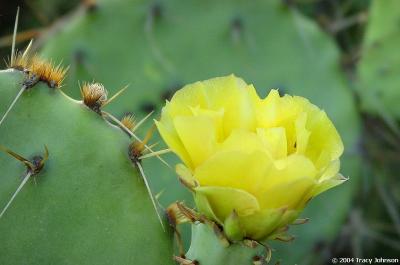 Prickly Pear Cactus In Bloom