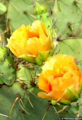 Prickly Pear Cactus Blooms