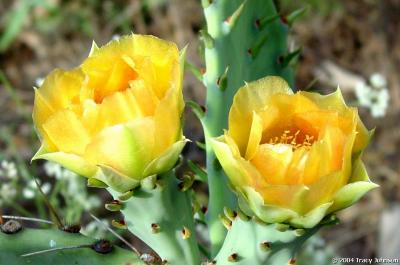 Prickly Pear Cactus Flowers