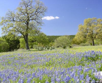 Bluebonnets in the Texas Hill Country