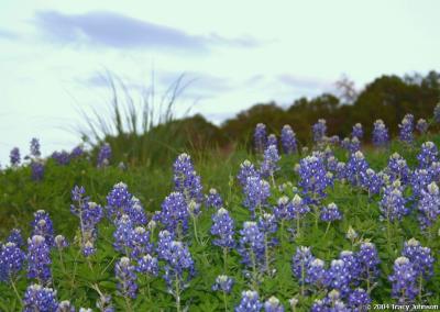 Bluebonnets