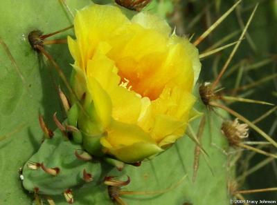 Prickly Pear Cactus Flower