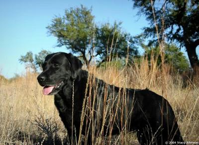 Asia My Labrador Retriever