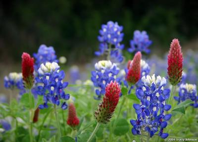 Bluebonnets and Crimson Clover