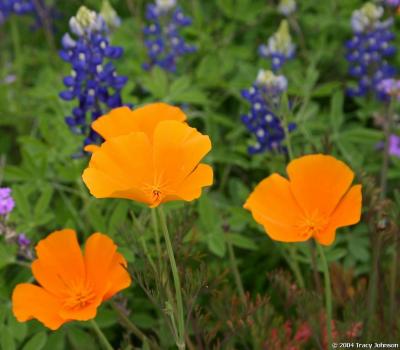 Bluebonnets w/ Poppies